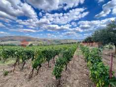 Foto Terreno agricolo in vendita a Barile