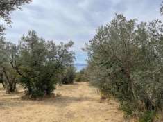 Foto Terreno agricolo in vendita a Bolsena