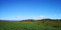 Foto Terreno agricolo in vendita a Capalbio 500000 mq  Rif: 1104323