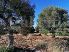 Foto Terreno agricolo in vendita a Carovigno