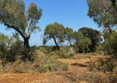 Foto Terreno agricolo in vendita a Carovigno
