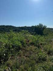 Foto Terreno agricolo in vendita a Caserta