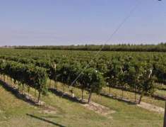 Foto Terreno agricolo in vendita a Castel Bolognese