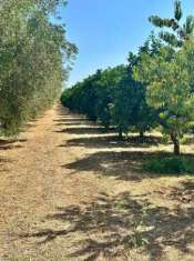Foto Terreno agricolo in vendita a Castellaneta