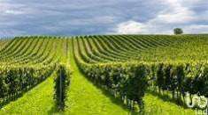 Foto Terreno agricolo in vendita a Cavriana