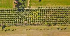 Foto Terreno agricolo in vendita a Cecina 8740 mq  Rif: 1248242
