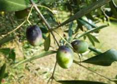 Foto Terreno agricolo in Vendita a Celle Ligure