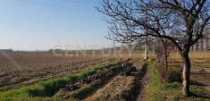 Foto Terreno agricolo in vendita a Cerea