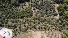 Foto Terreno agricolo in vendita a Cervo