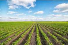 Foto Terreno agricolo in vendita a Cona