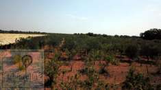 Foto Terreno agricolo in vendita a Conversano