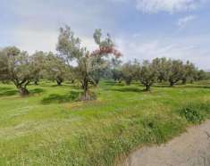 Foto Terreno agricolo in vendita a Curinga