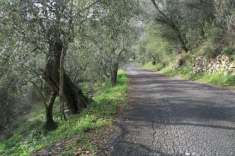 Foto Terreno agricolo in vendita a Diano Castello