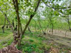 Foto Terreno agricolo in vendita a Domicella