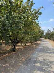 Foto Terreno agricolo in vendita a Domicella
