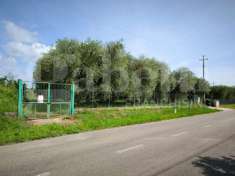 Foto Terreno agricolo in vendita a Fabrica Di Roma