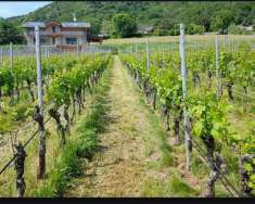 Foto Terreno agricolo in vendita a Faenza