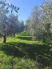 Foto Terreno agricolo in vendita a Fiesole