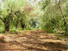 Foto Terreno agricolo in vendita a Follonica
