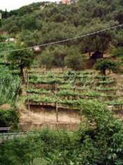 Foto Terreno agricolo in vendita a Fontia - Carrara 3000 mq  Rif: 798593