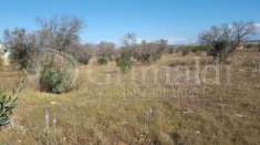 Foto Terreno agricolo in vendita a Gallipoli