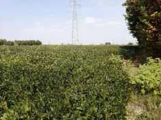 Foto Terreno agricolo in vendita a Gazzo Veronese