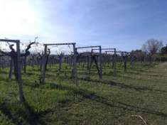 Foto Terreno agricolo in vendita a Giulianova