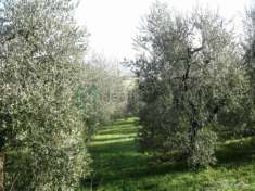 Foto Terreno agricolo in vendita a Illasi