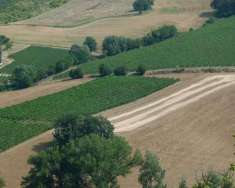 Foto Terreno agricolo in vendita a Imola
