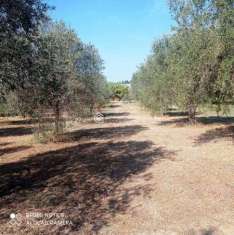 Foto Terreno agricolo in vendita a Ispica