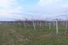 Foto Terreno agricolo in vendita a Lagnasco