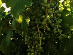 Foto Terreno agricolo in vendita a Lanuvio