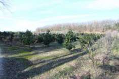 Foto Terreno agricolo in vendita a Larciano 86038 mq  Rif: 874794