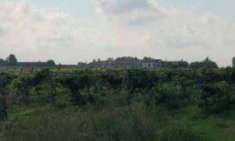 Foto Terreno agricolo in Vendita a Legnago Vigo