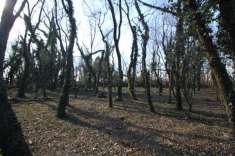 Foto Terreno agricolo in vendita a Legnano