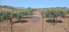 Foto Terreno agricolo in vendita a Maniace