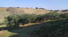 Foto Terreno agricolo in vendita a Manoppello
