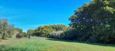 Foto Terreno agricolo in vendita a Manziana