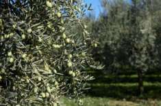 Foto Terreno agricolo in vendita a Marina di Carrara - Carrara 1400 mq  Rif: 1304034