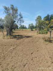 Foto Terreno agricolo in vendita a Matino
