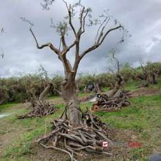 Foto Terreno agricolo in vendita a Messina