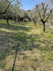 Foto Terreno agricolo in vendita a Mezzane Di Sotto