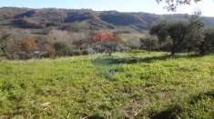 Foto Terreno agricolo in vendita a Miglianico