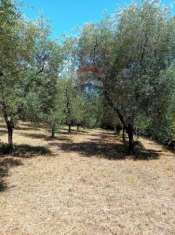 Foto Terreno agricolo in vendita a Minturno