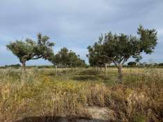 Foto Terreno agricolo in vendita a Misiliscemi