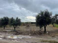 Foto Terreno agricolo in Vendita a Mondragone