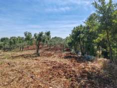 Foto Terreno agricolo in vendita a Monopoli