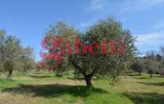 Foto Terreno agricolo in vendita a Montaquila
