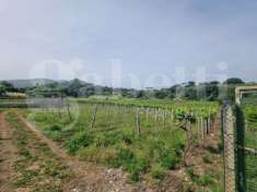 Foto Terreno agricolo in vendita a Monte Porzio Catone