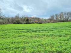 Foto Terreno agricolo in vendita a Montemiletto
